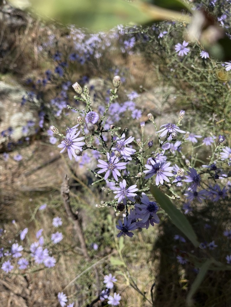 Olearia ramosissima photo 2