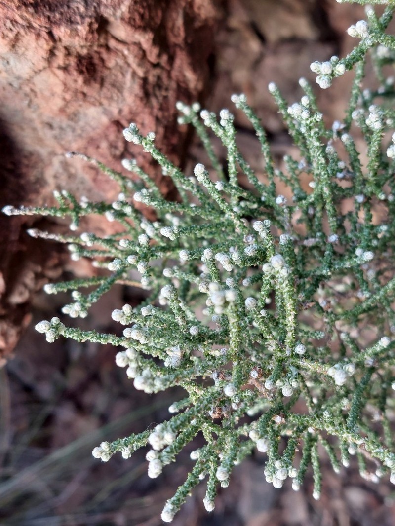 Olearia ramosissima photo 3