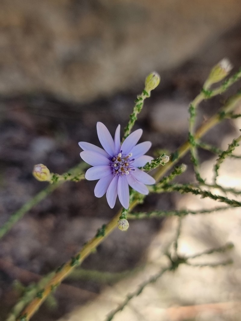 Olearia ramosissima photo 4