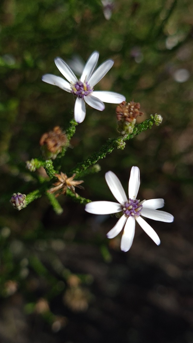Olearia ramosissima photo 5