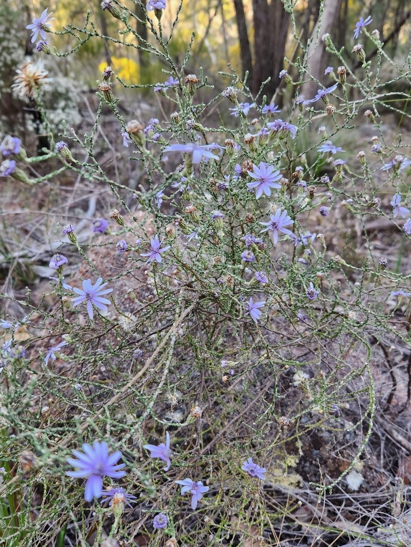 Olearia ramosissima photo 6