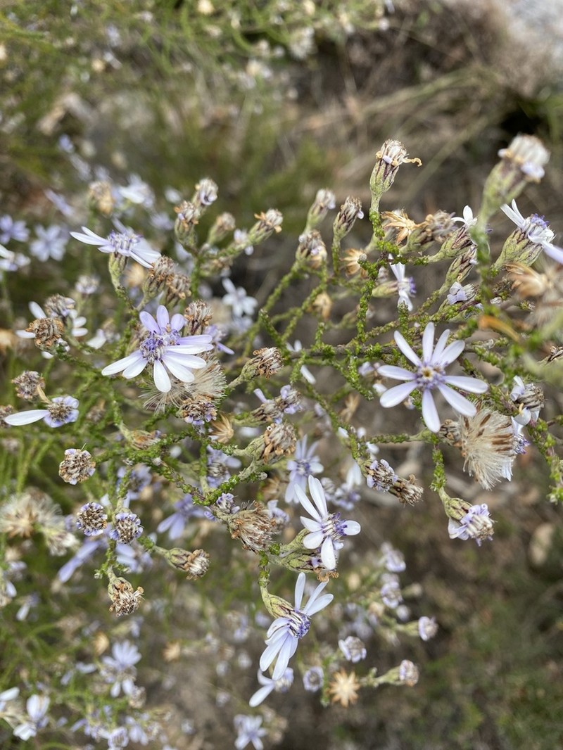Olearia ramosissima photo 7