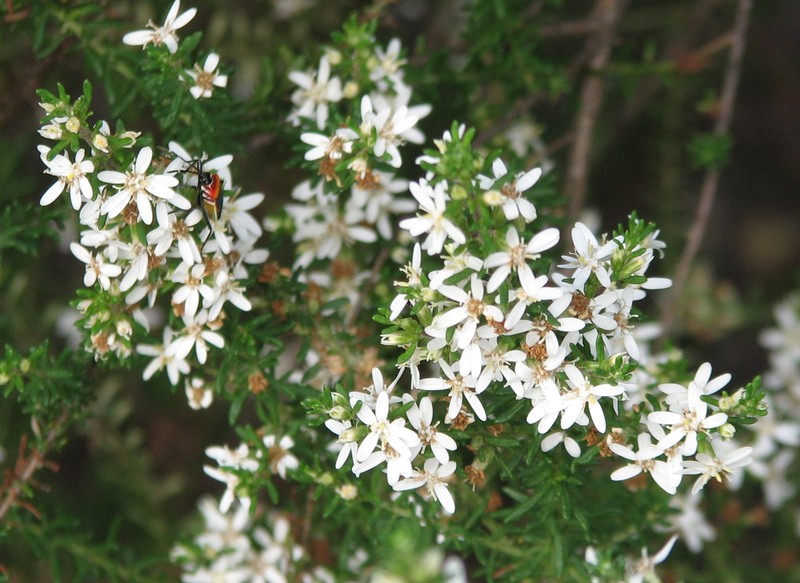 Olearia ramulosa
