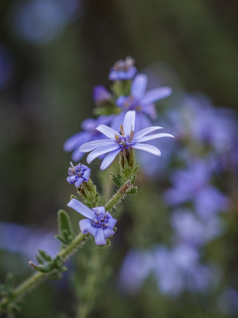 Olearia ramulosa photo 2