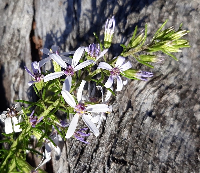 Olearia ramulosa photo 3