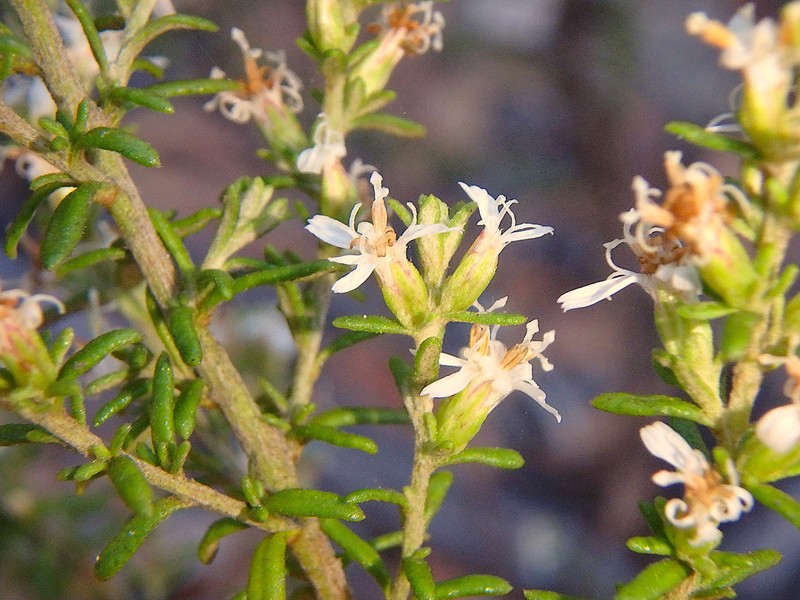 Olearia ramulosa photo 4