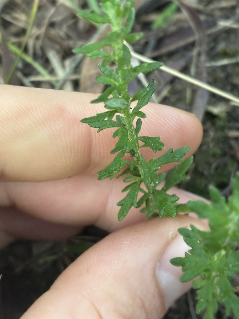 Olearia ramulosa photo 5