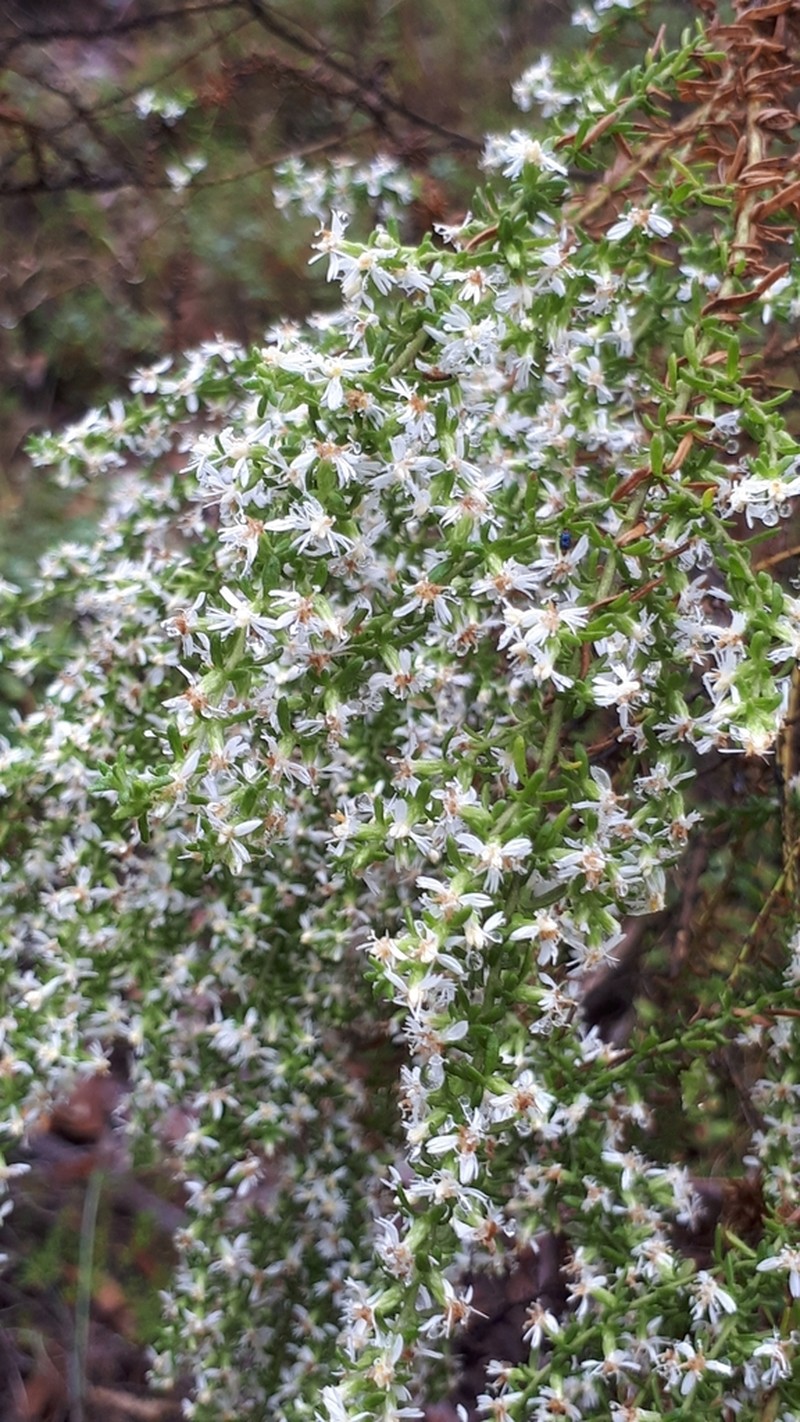 Olearia ramulosa photo 6