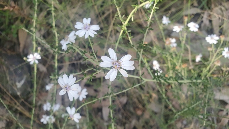Olearia ramulosa photo 7