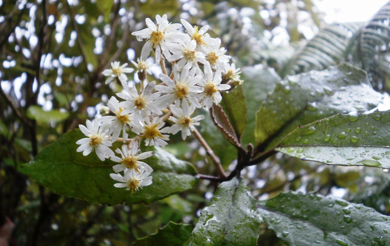 Olearia rani photo 2