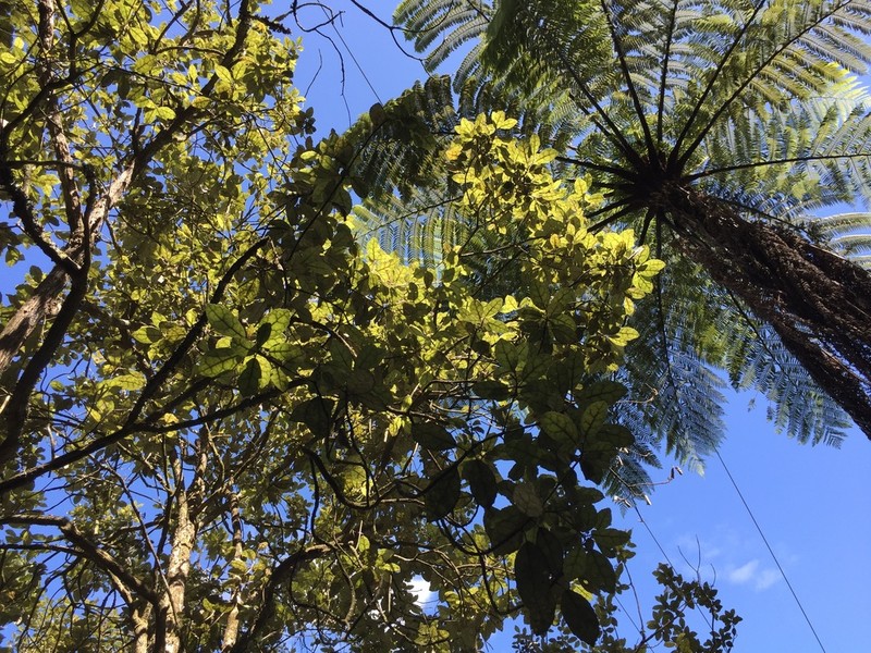 Olearia rani photo 3