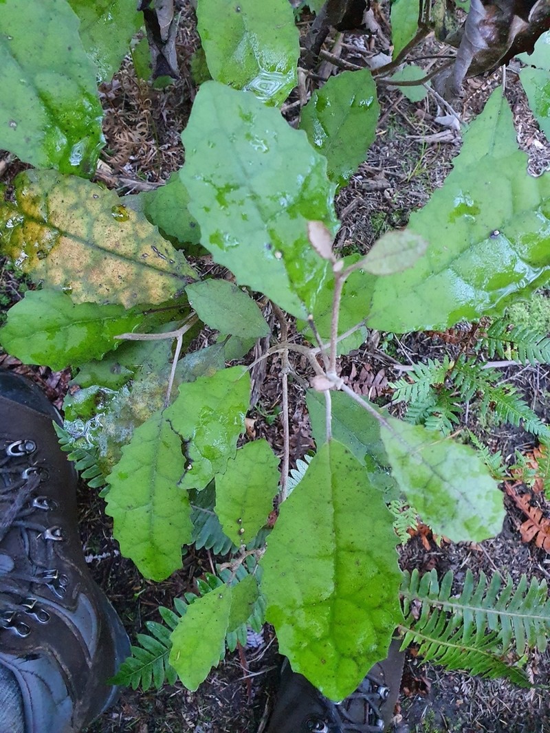 Olearia rani photo 4