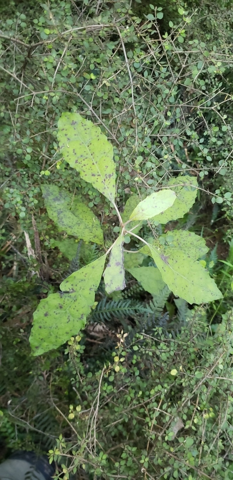 Olearia rani photo 5