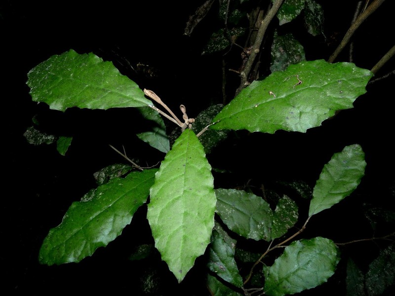 Olearia rani photo 6