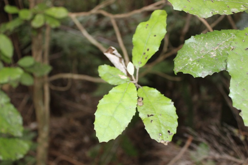 Olearia rani photo 7