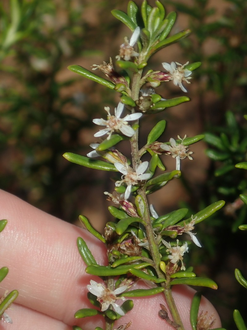 Olearia revoluta photo 2