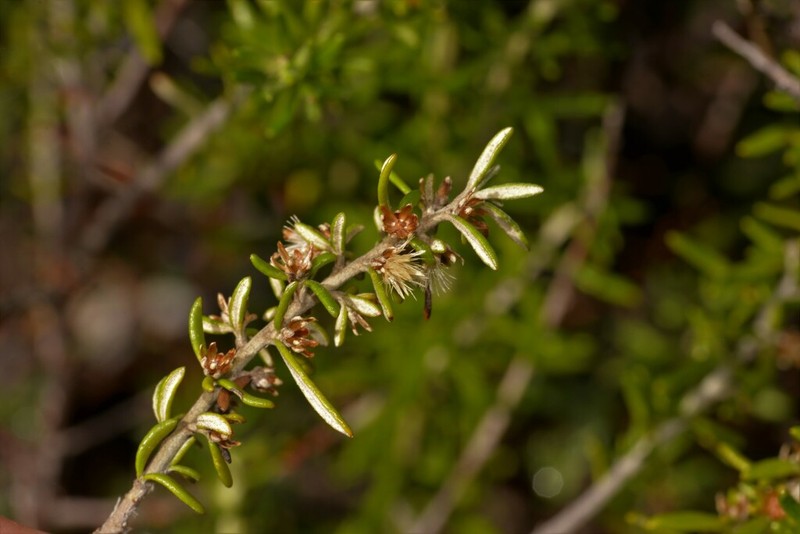 Olearia revoluta photo 3