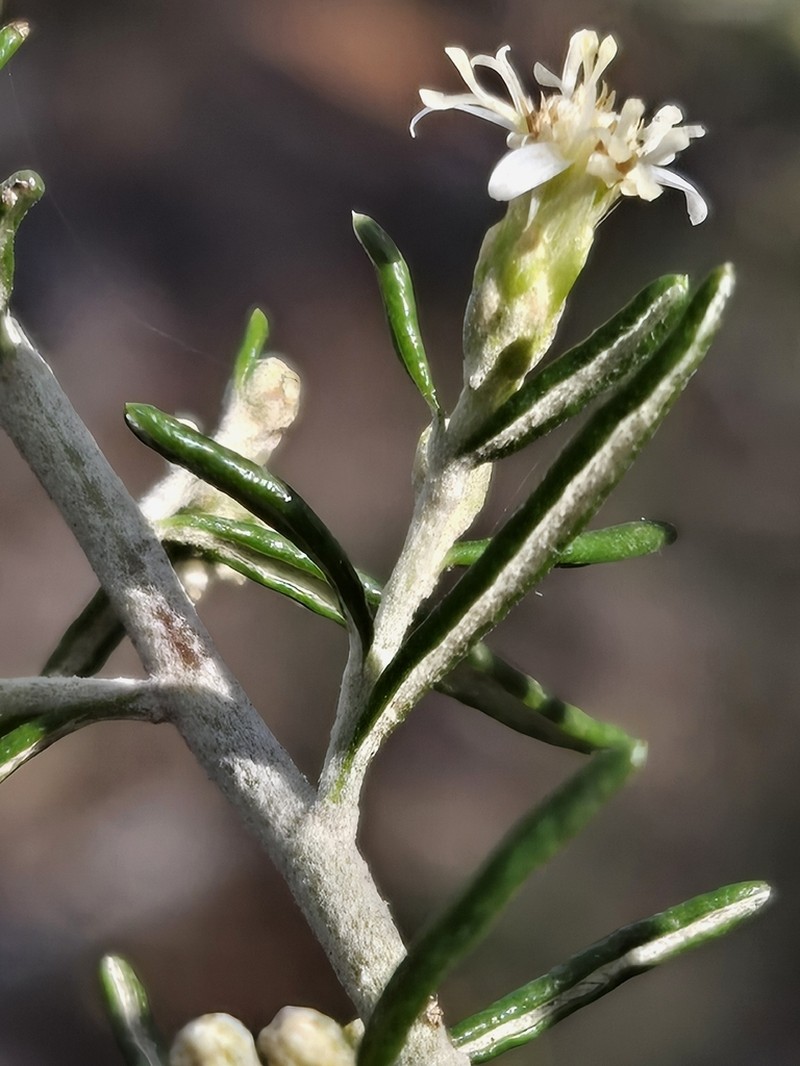 Olearia revoluta photo 4