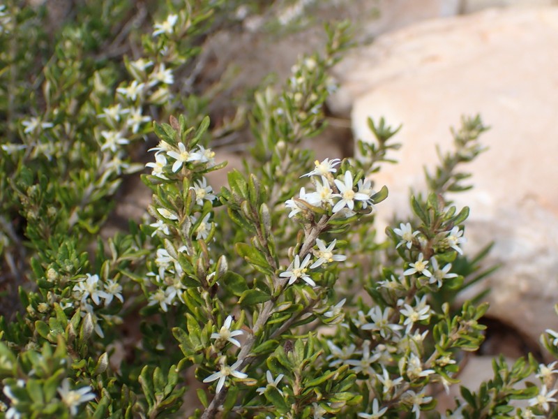 Olearia revoluta photo 5