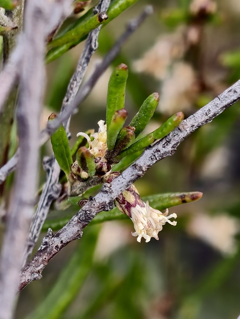 Olearia revoluta photo 6