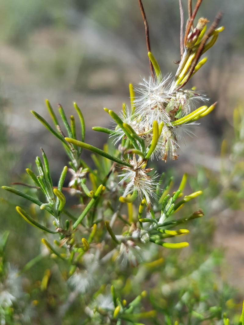Olearia revoluta photo 7