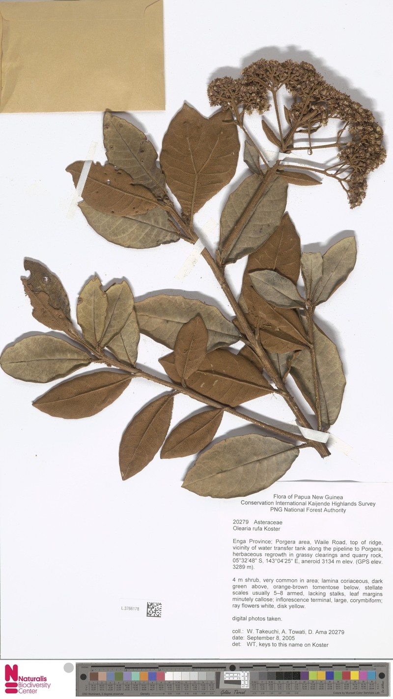 Olearia rufa
