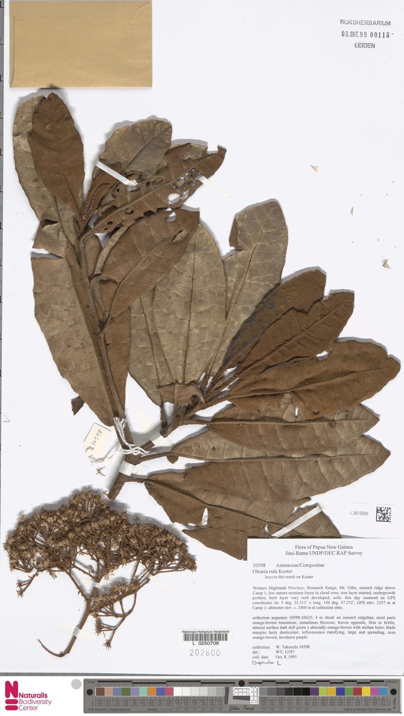 Olearia rufa photo 2
