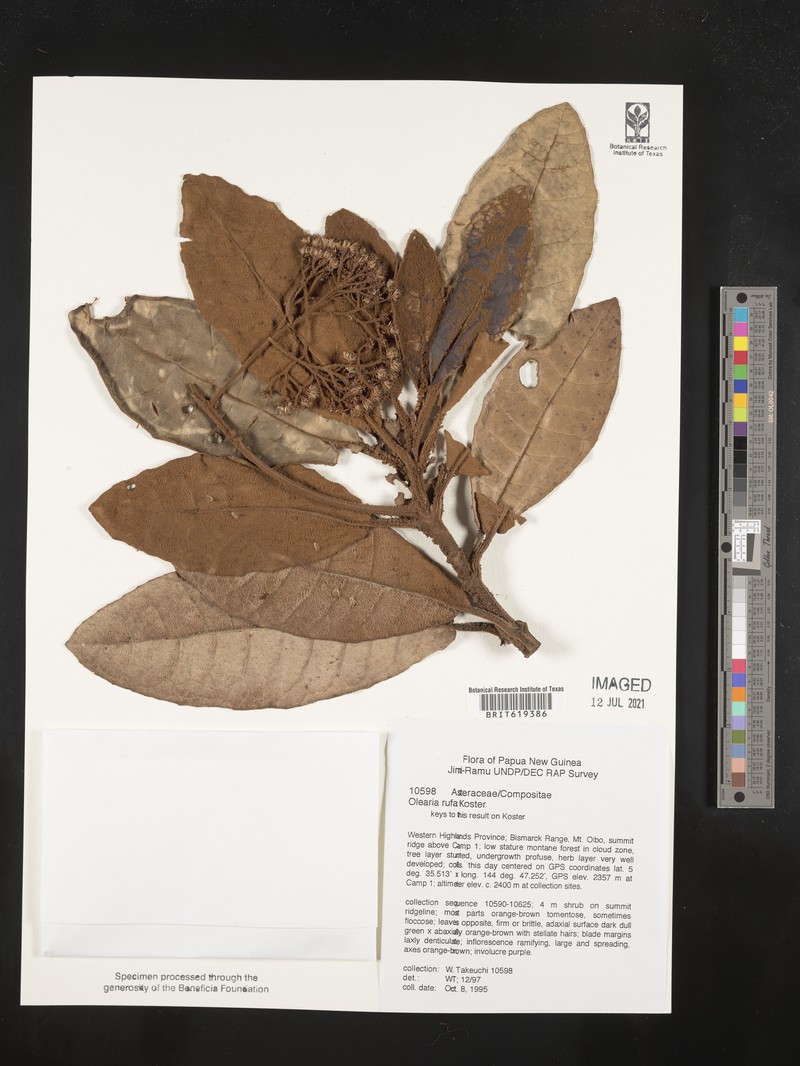 Olearia rufa photo 3