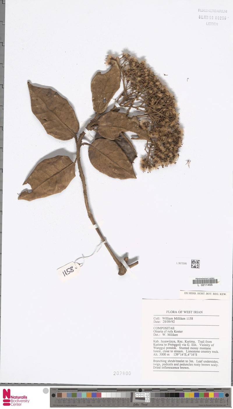 Olearia rufa photo 4