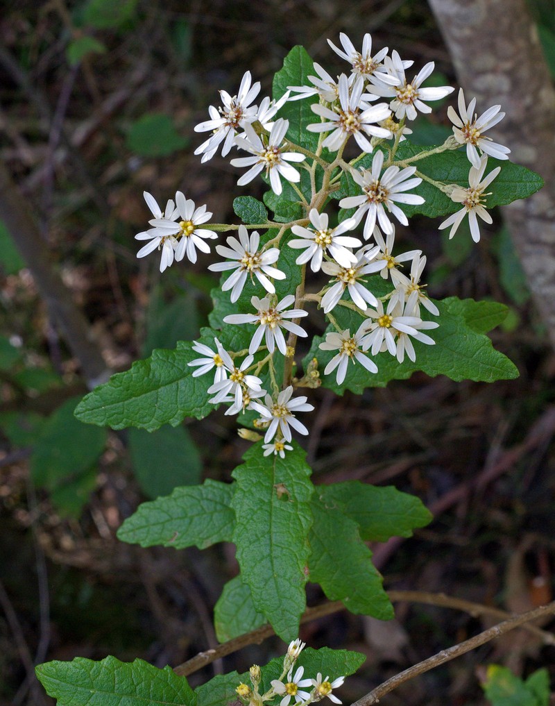 Olearia rugosa