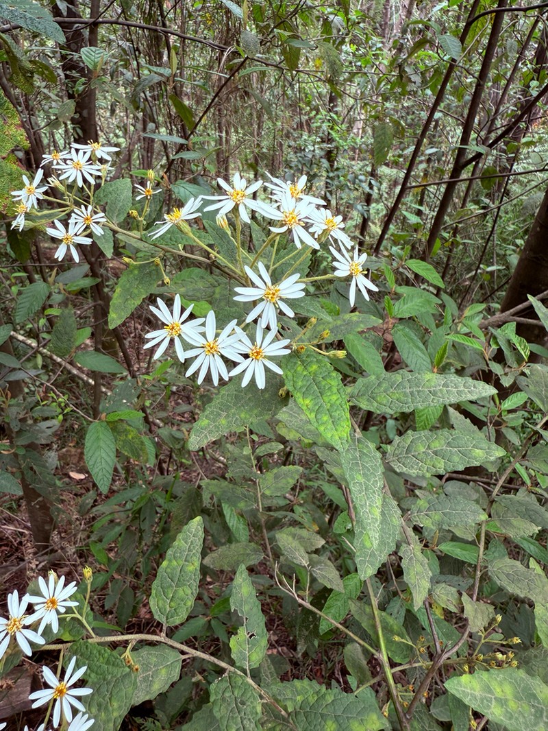 Olearia rugosa photo 2