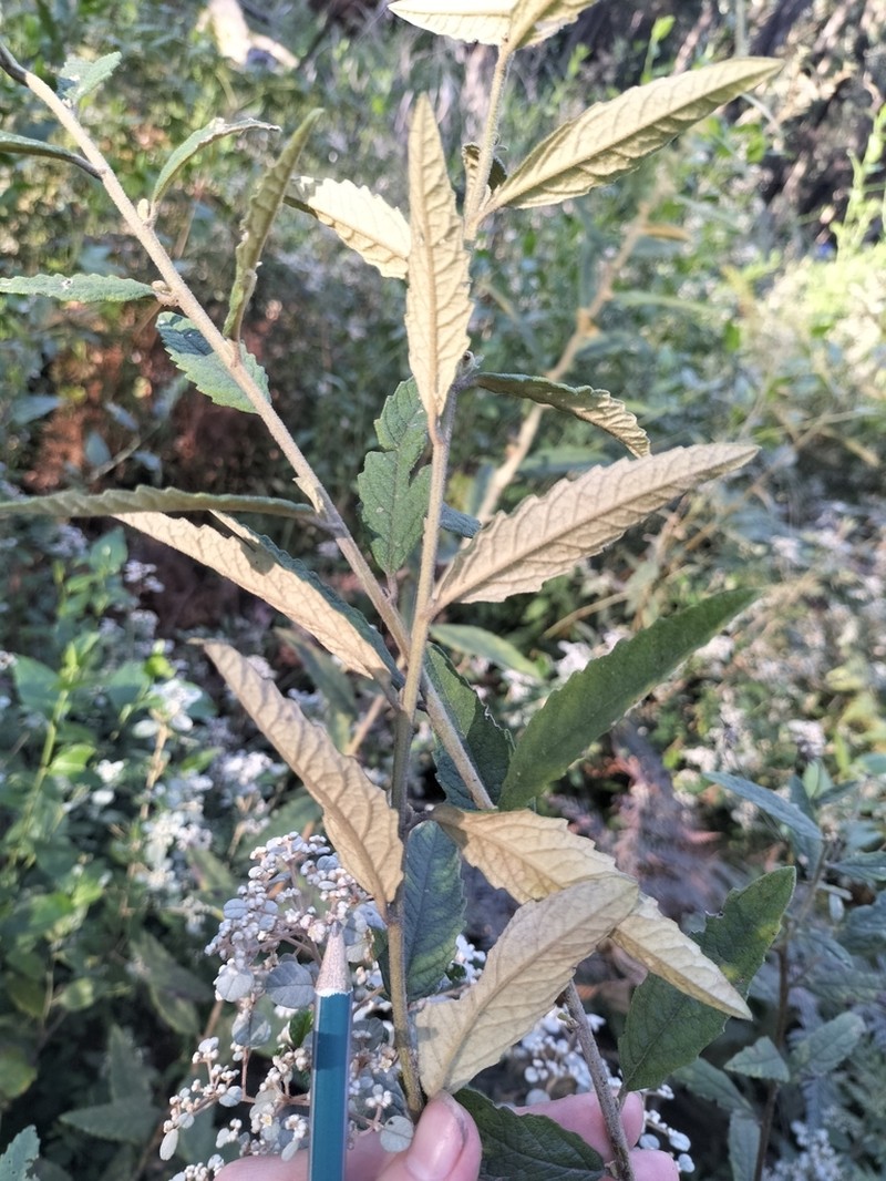 Olearia rugosa photo 3