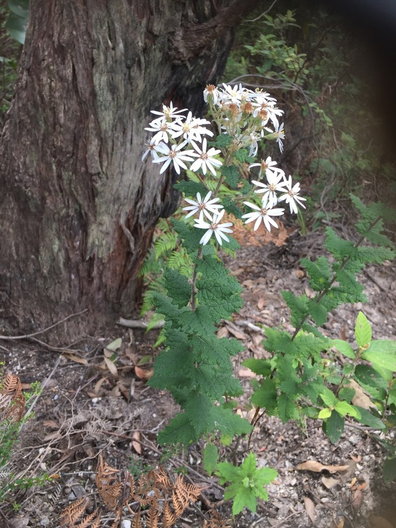 Olearia rugosa photo 4
