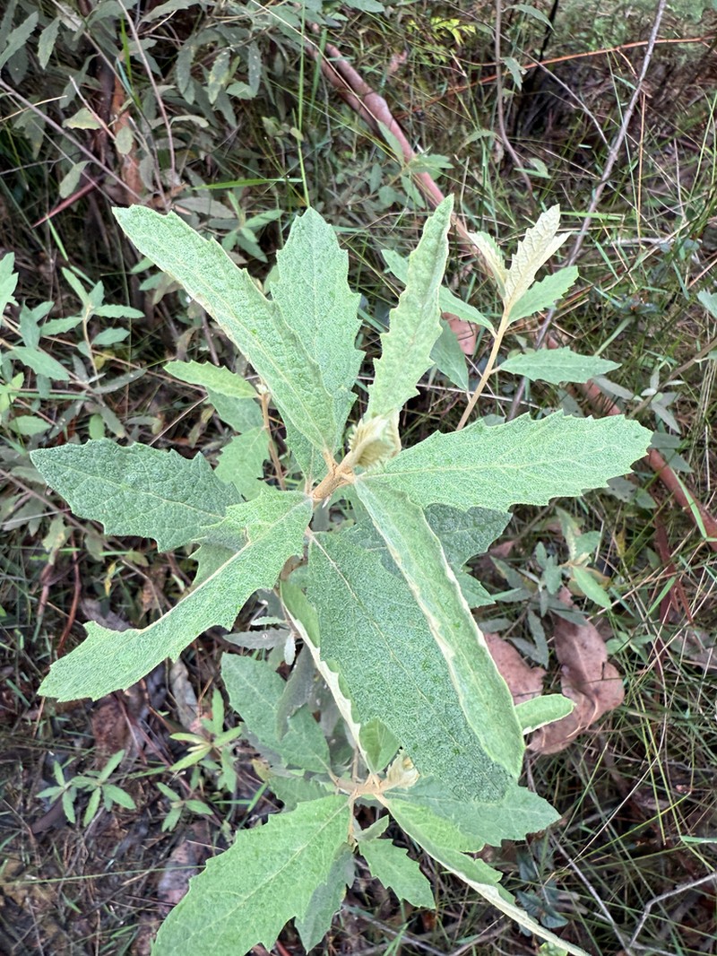 Olearia rugosa photo 5