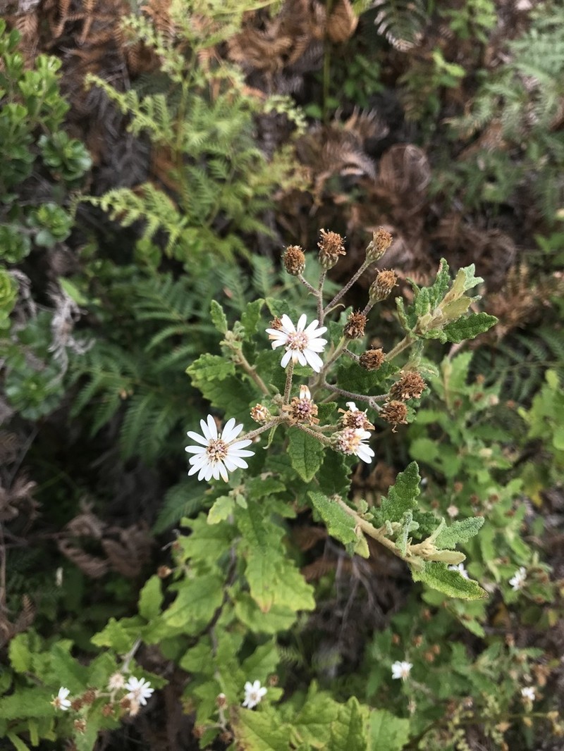 Olearia rugosa photo 6