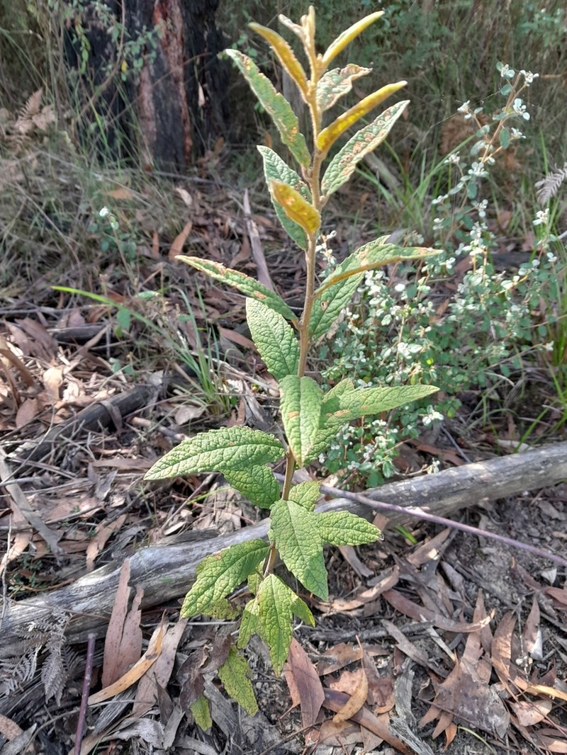 Olearia rugosa photo 7