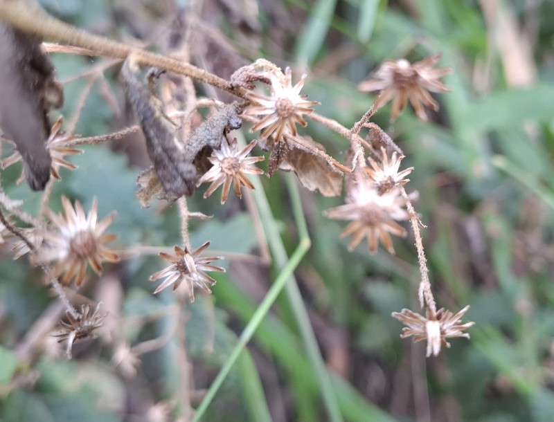 Olearia rugosa subsp. allenderae