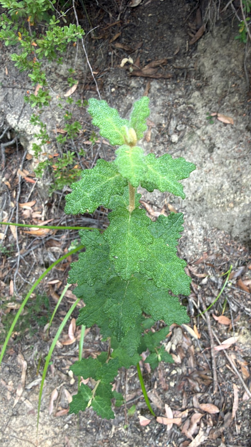 Olearia rugosa subsp. allenderae photo 2