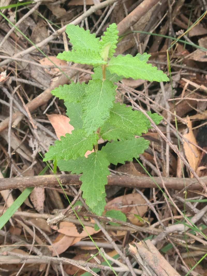 Olearia rugosa subsp. allenderae photo 3