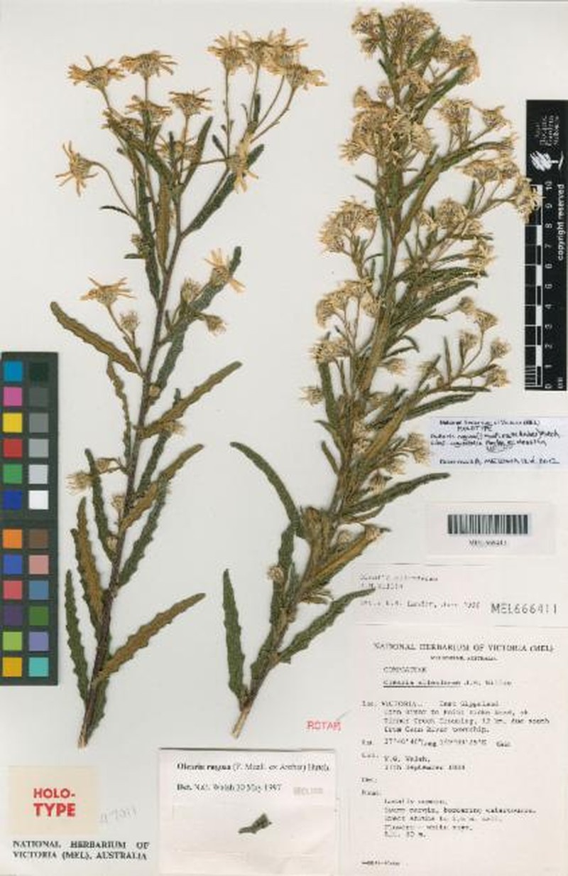 Olearia rugosa subsp. angustifolia