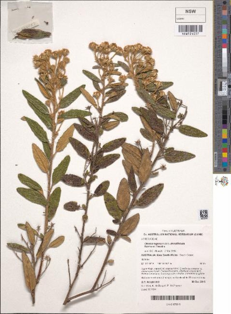 Olearia rugosa subsp. distalilobata