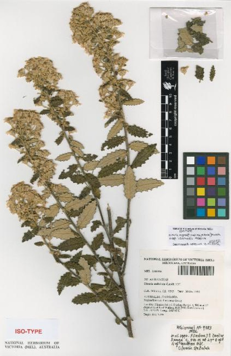 Olearia rugosa subsp. intermedia
