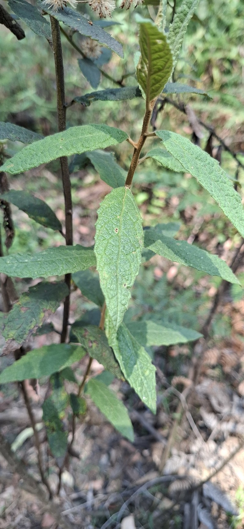 Olearia rugosa subsp. rugosa