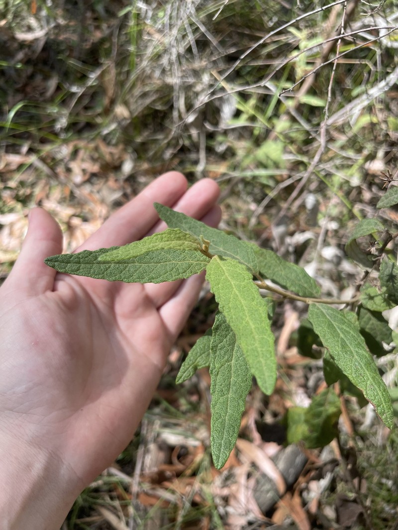 Olearia rugosa subsp. rugosa photo 2