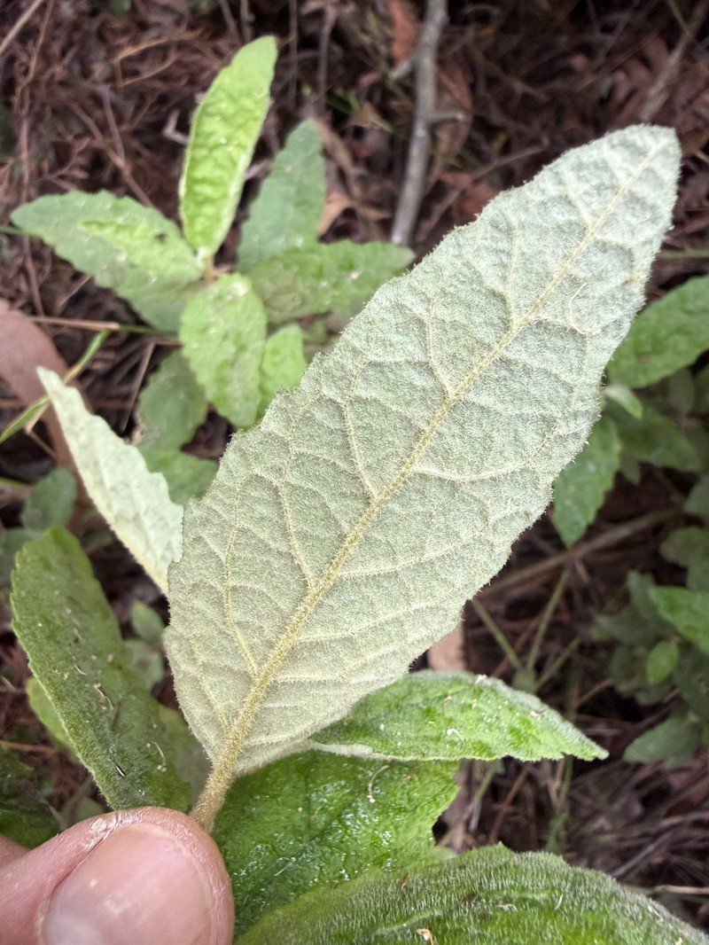 Olearia rugosa subsp. rugosa photo 3