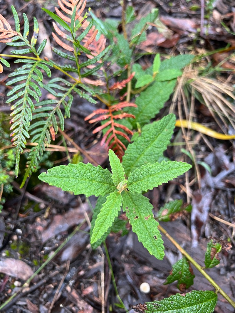 Olearia rugosa subsp. rugosa photo 4