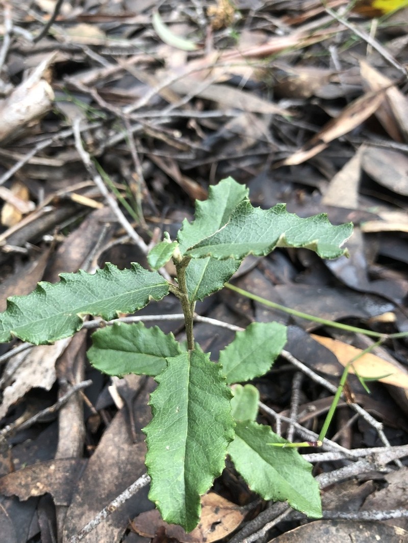 Olearia speciosa photo 2
