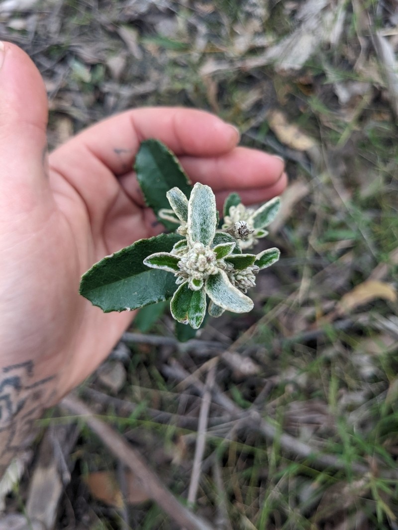 Olearia speciosa photo 3