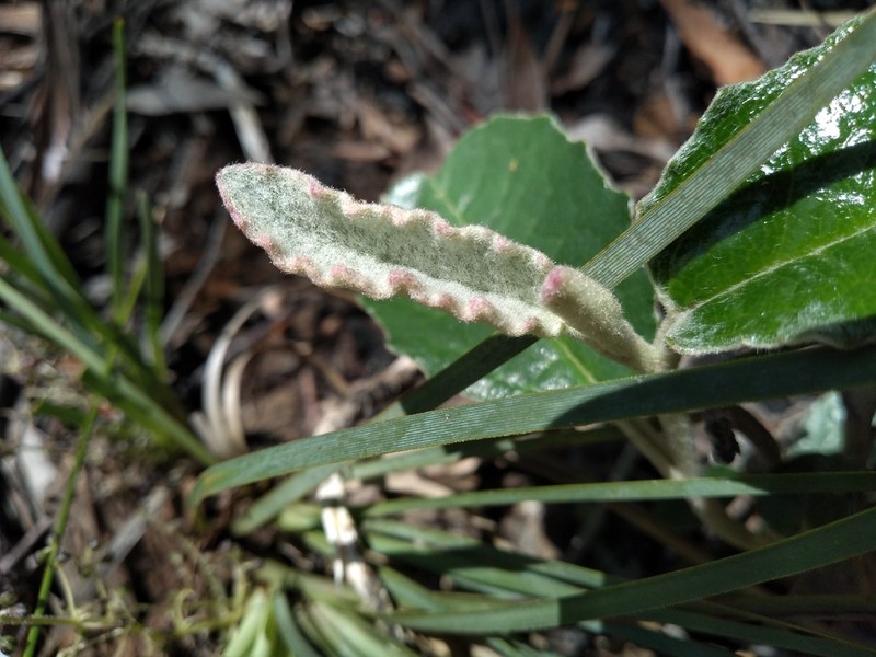 Olearia speciosa photo 4