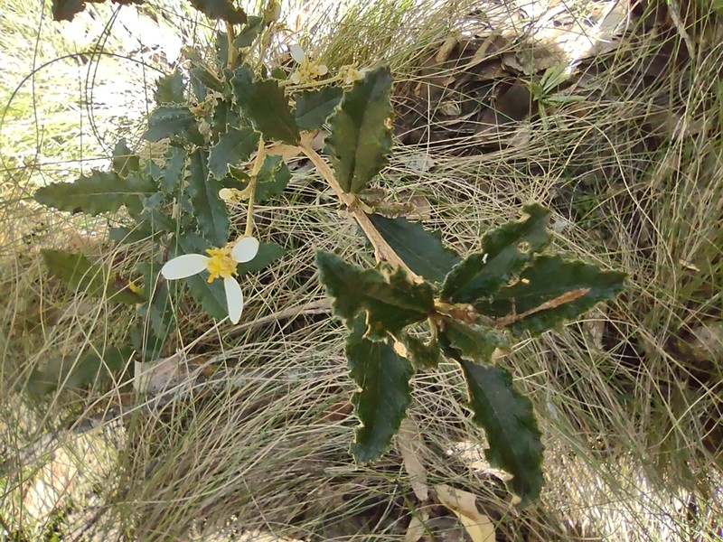 Olearia speciosa photo 5